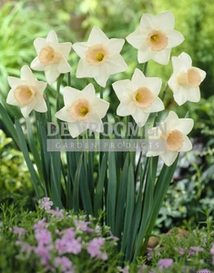 Daffodil Passionale