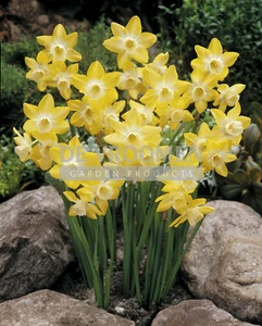 Daffodil Pipit | 50 pce