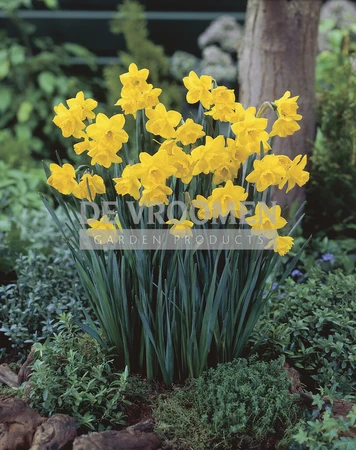 Daffodil Quail