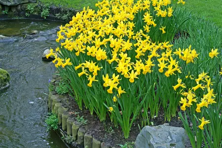 Daffodil Rapture