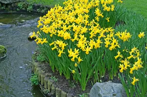 Daffodil Rapture