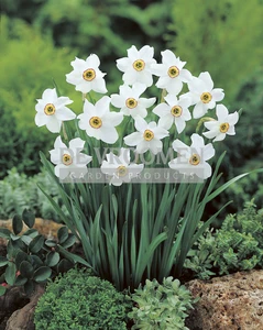 Daffodil Recurvus