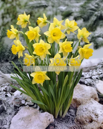 Daffodil Rijnveld's Early Sensation