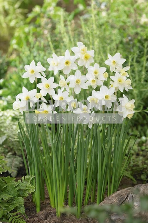 Daffodil Sailboat | 50 pce