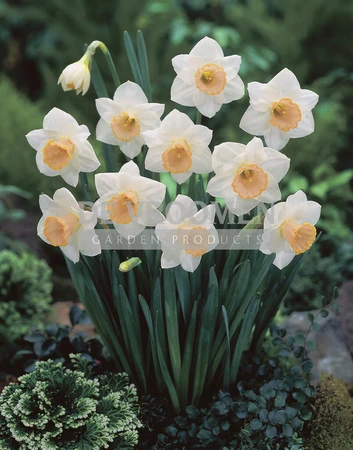 Daffodil Salome | 25 pce