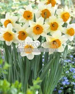 Daffodil Sempre Avanti | 25 pce