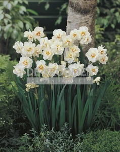 Daffodil Sir Winston Churchill