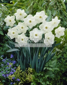 Daffodil Stainless | 25 pce