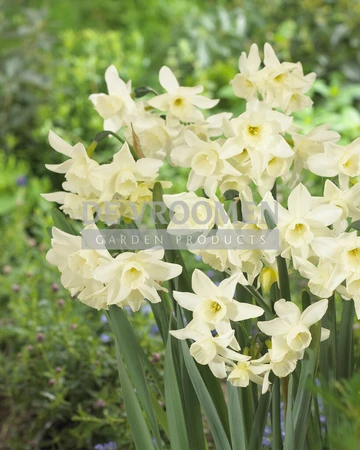 Daffodil Starlight Sensation | 50 pce