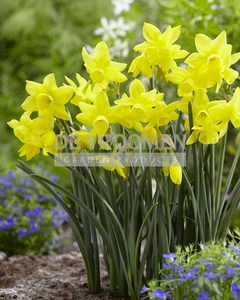 Daffodil Sunlight Sensation | 50 pce