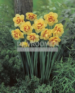 Daffodil Tahiti | 25 pce