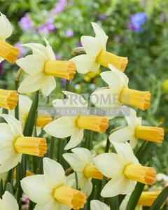 Daffodil Terry