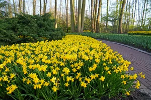 Daffodil Tete a Tete