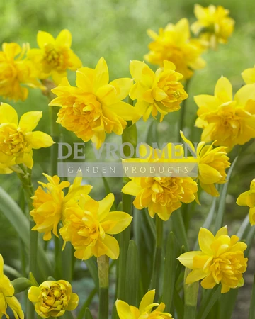 Daffodil Tete a Tete Double