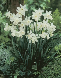 Daffodil Thalia