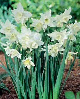 Daffodil Tresamble