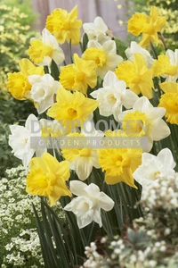 Daffodil Welcoming Trumpets