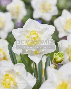 Daffodil White Lion | 25 pce