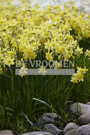 Daffodil Yellow Sailboat