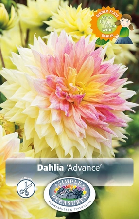 Dahlia Advance | Capper 5 x 16