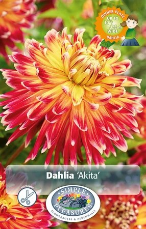 Dahlia Akita | 12 pce