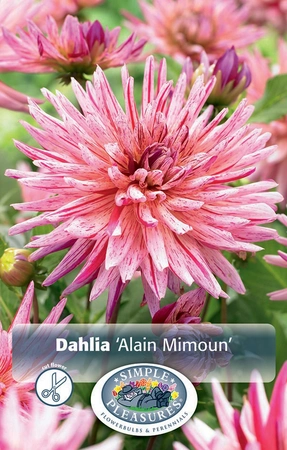 Dahlia Alain Mimoun | 12 pce