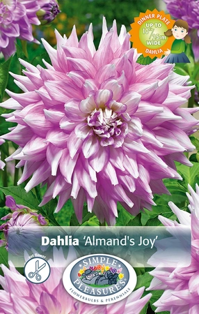 Dahlia Almand's Joy | 12 pce