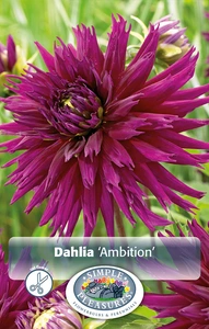 Dahlia Ambition | 24 pce