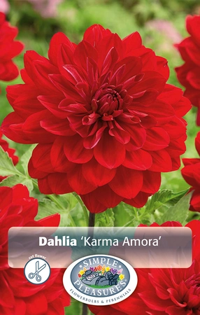 Dahlia Amora | 12 pce