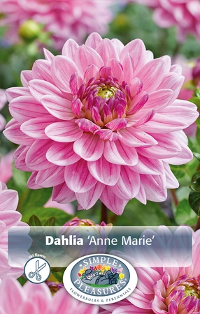 Dahlia Anne Marie | 12 pce