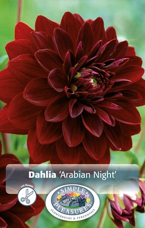 Dahlia Arabian Night | 12 pce