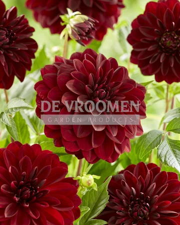 Dahlia Arabian Night | 75 pce