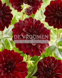 Dahlia Arabian Night | 25 pce