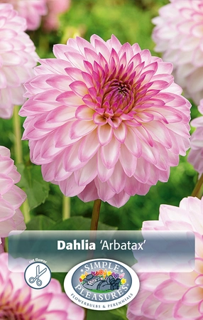 Dahlia Arbatax | 12 pce