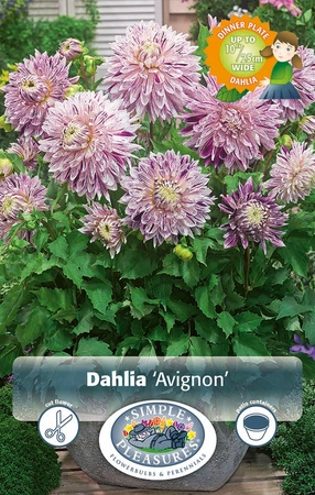 Dahlia Avignon ® | 24 pce