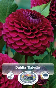 Dahlia Babette | 12 pce