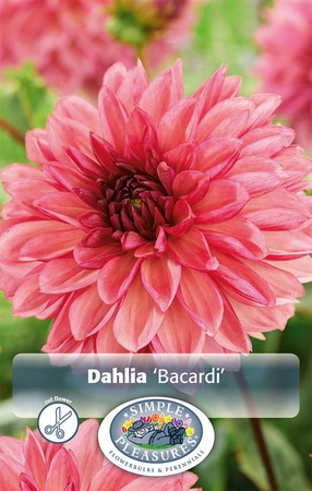 Dahlia Bacardi | 12 pce