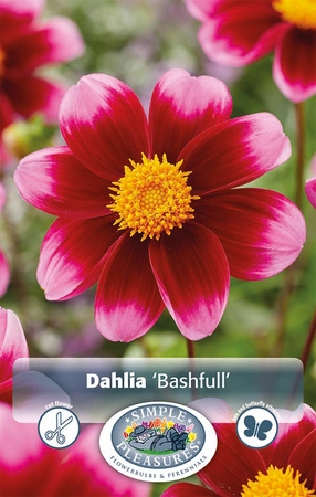 Dahlia Bashfull | 12 pce