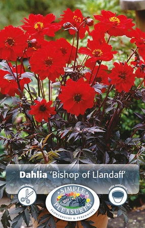 Dahlia Bishop of Llandaff | 12 pce