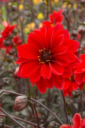 Dahlia Bishop of Llandaff