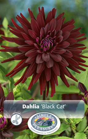 Dahlia Black Cat | 12 pce