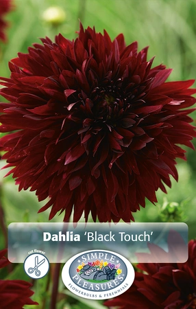 Dahlia Black Touch | 24 pce