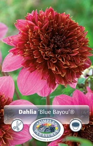 Dahlia Blue Bayou | 12 pce