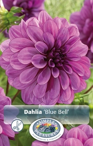 Dahlia Blue Bell | 12 pce