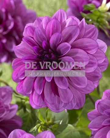 Dahlia Blue Bell | 75 pce