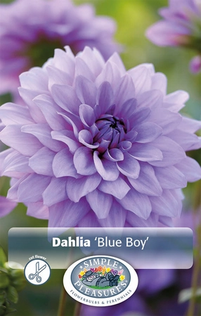 Dahlia Blue Boy | 12 pce