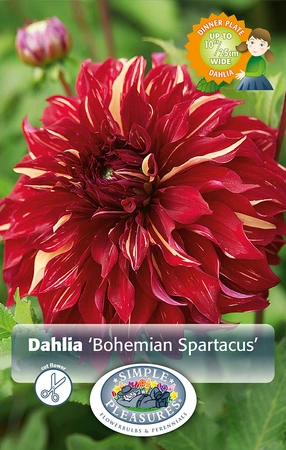 Dahlia Bohemian Spartacus | 12 pce