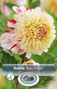 Dahlia Bon Odori | 12 pce