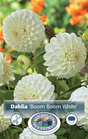 Dahlia Boom Boom White | 12 pce