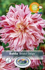 Dahlia Bristol Stripe | 24 pce